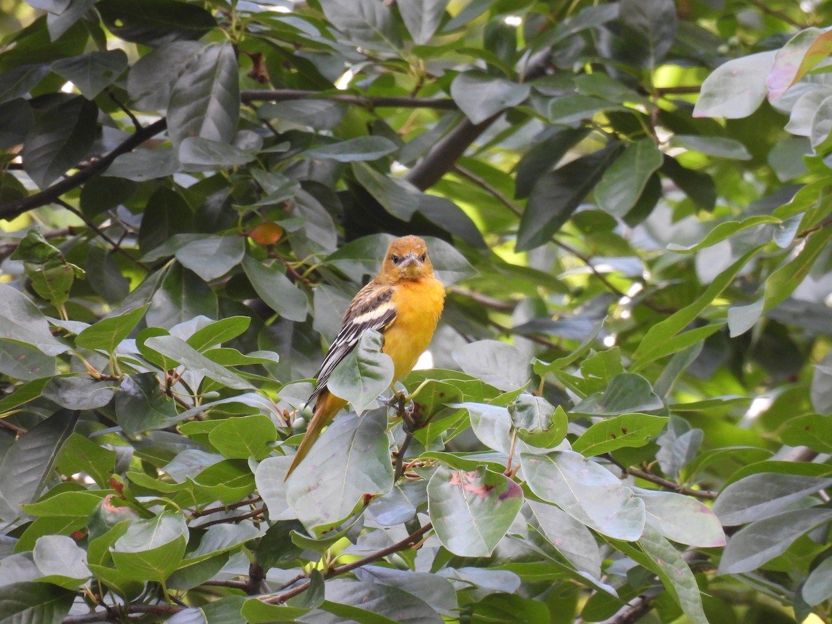 Baltimore Oriole - ML641203331
