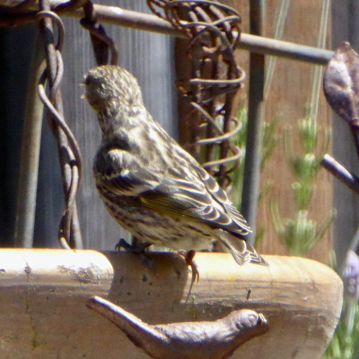 Pine Siskin - ML641203356