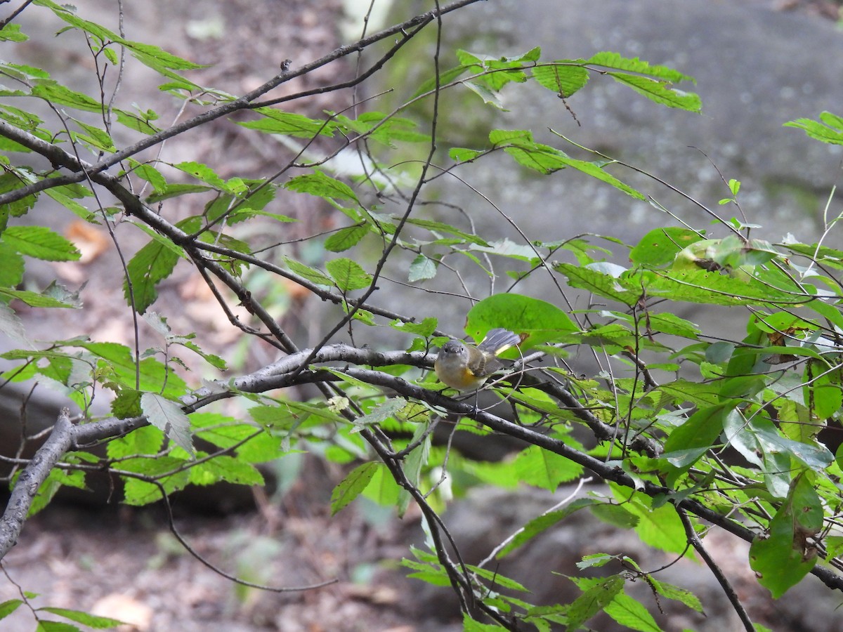 American Redstart - ML641203429