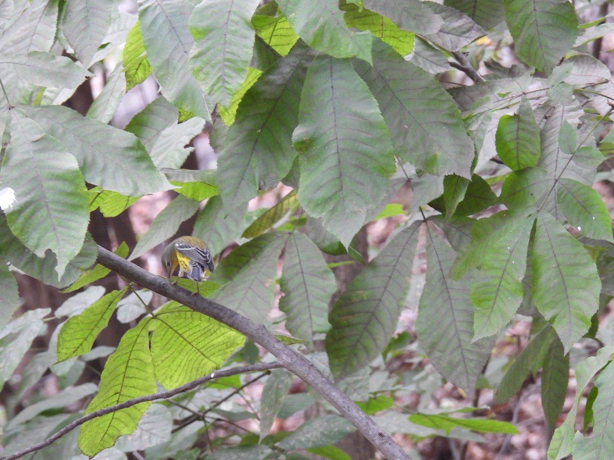 Magnolia Warbler - ML641203450
