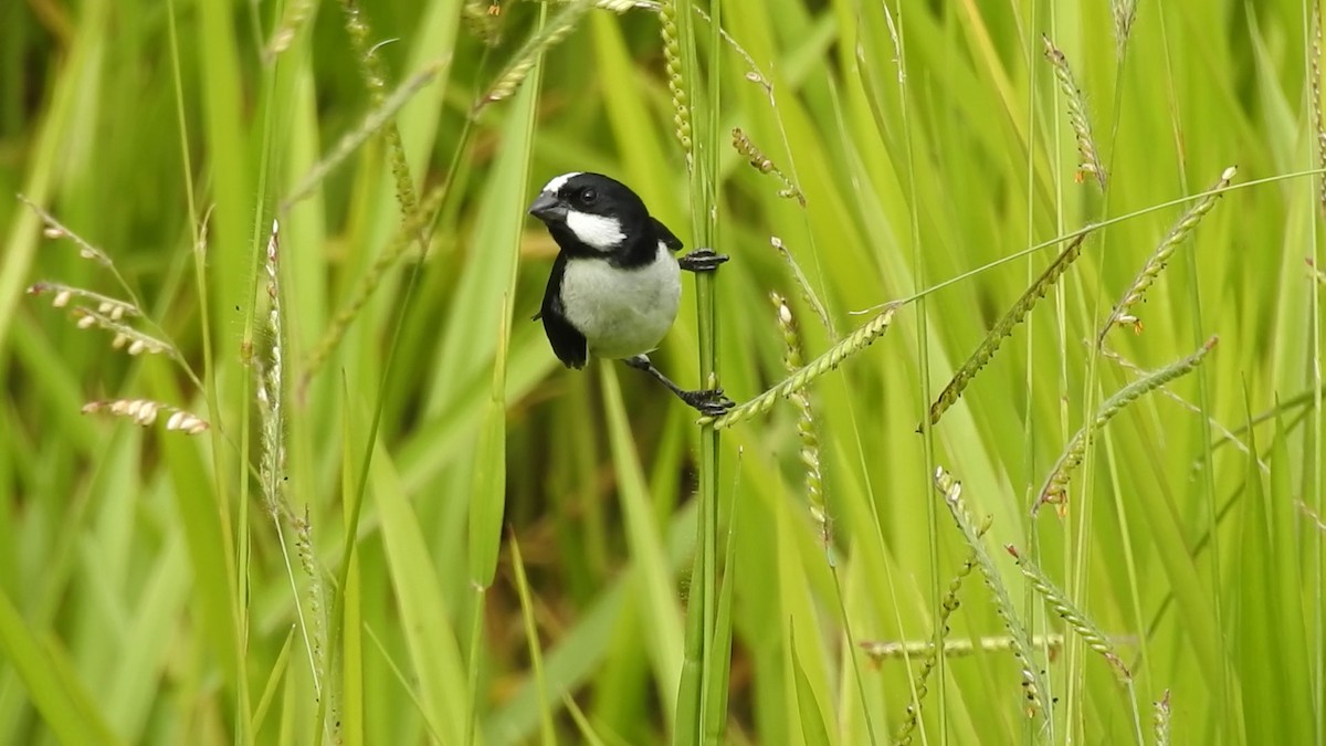 Lined Seedeater - ML641203470