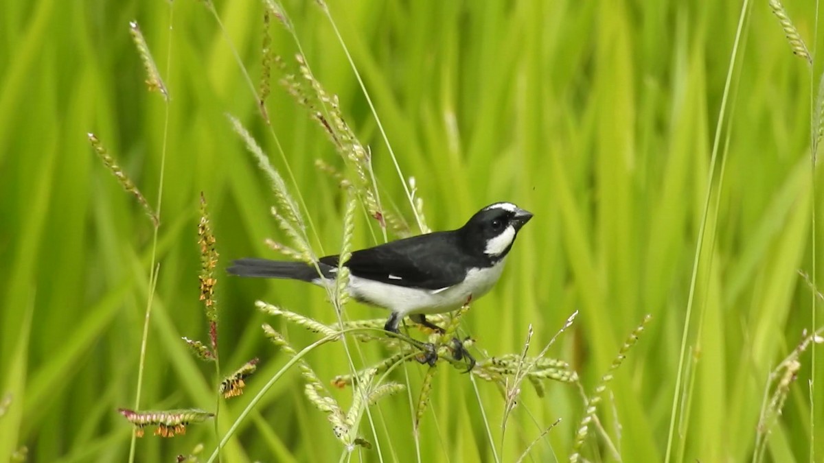 Lined Seedeater - ML641203471