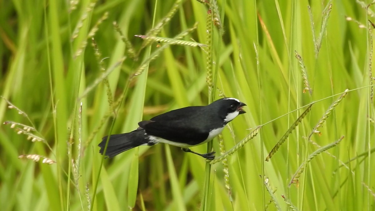 Lined Seedeater - ML641203472