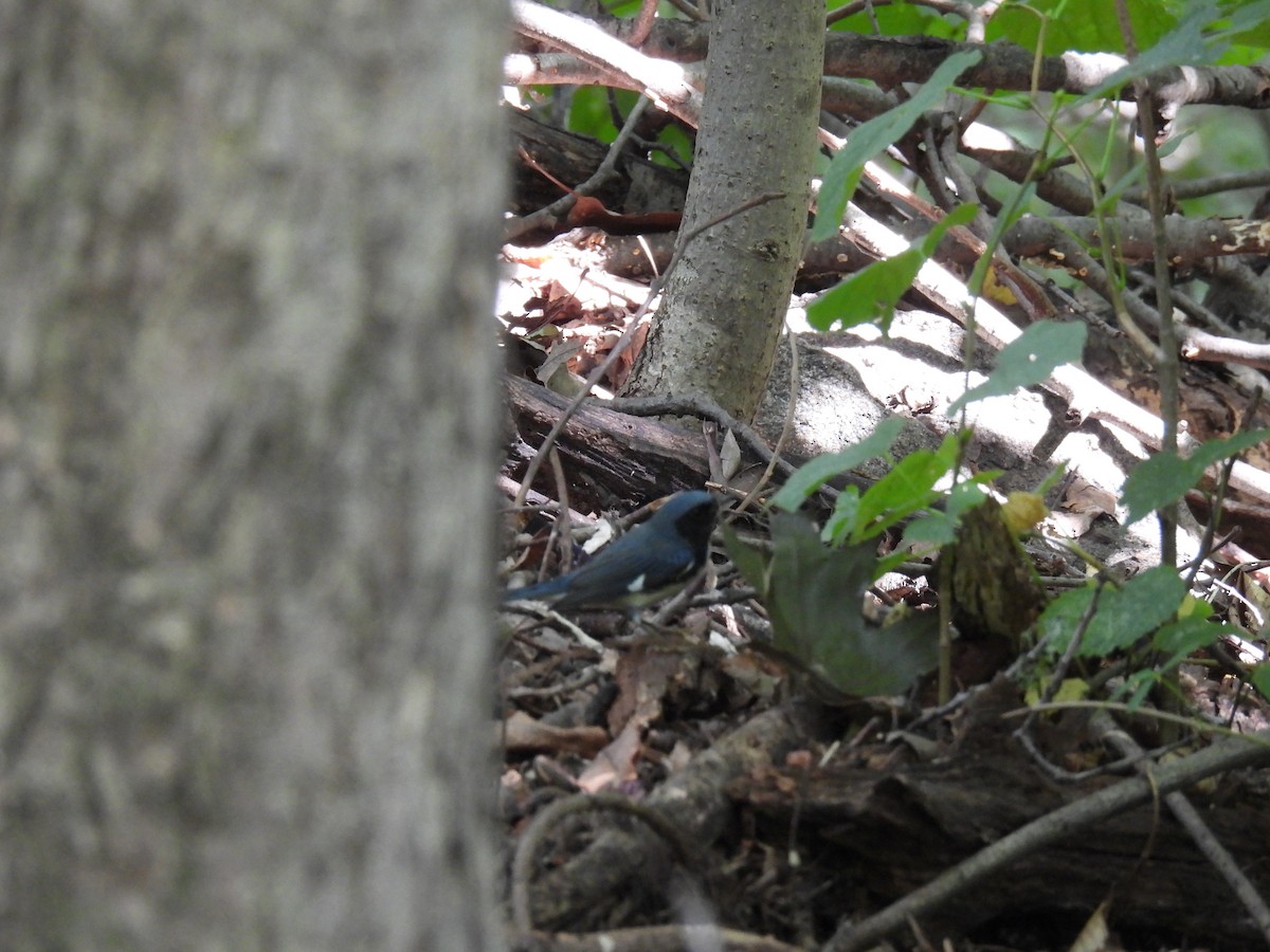 Black-throated Blue Warbler - ML641203492