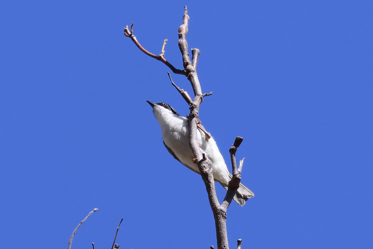 White-throated Honeyeater - ML641203498