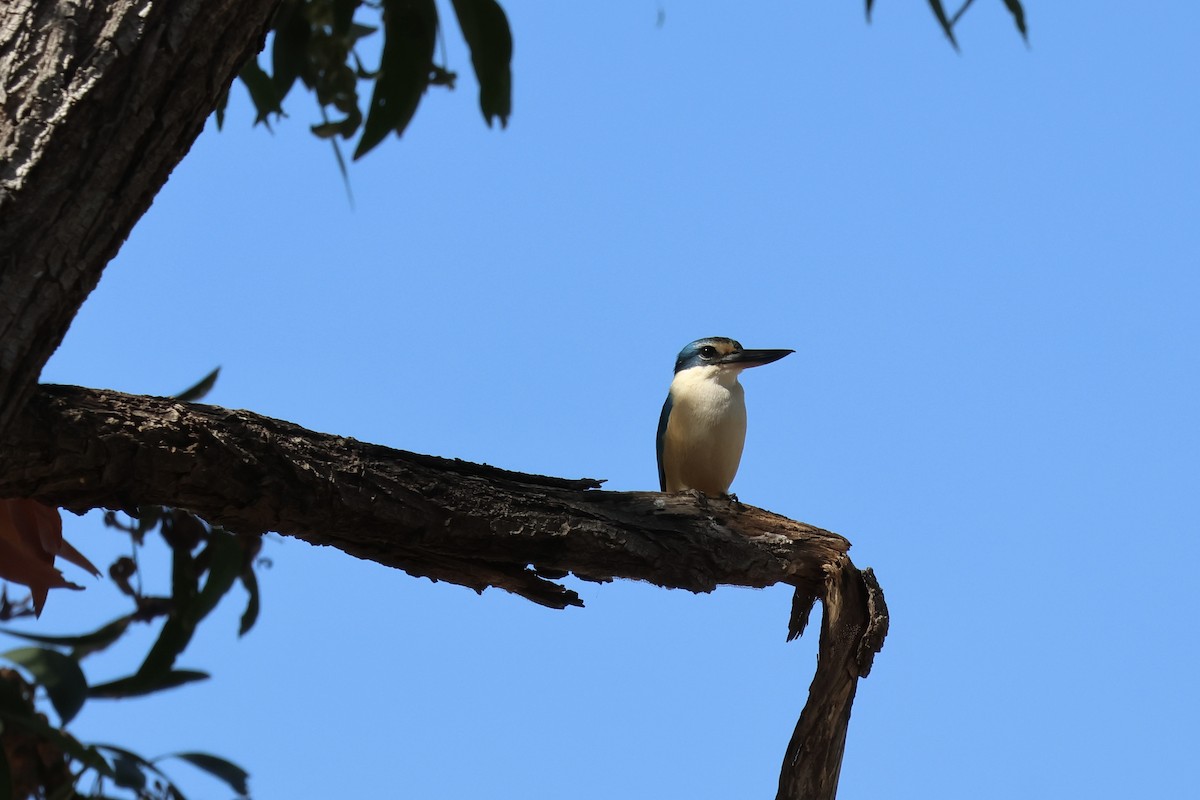 Sacred Kingfisher - ML641203559