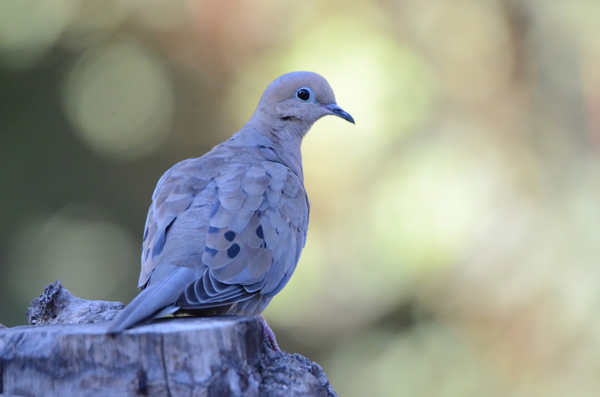 Mourning Dove - ML641203593