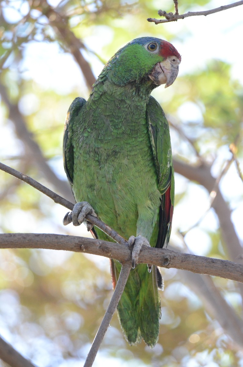 Red-crowned Amazon - ML641203608