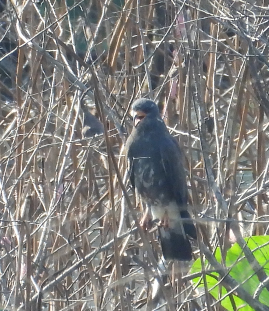 Snail Kite - ML641203651