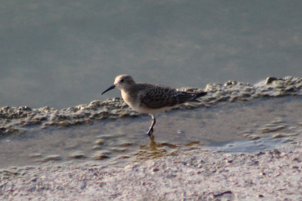 Baird's Sandpiper - ML641203757