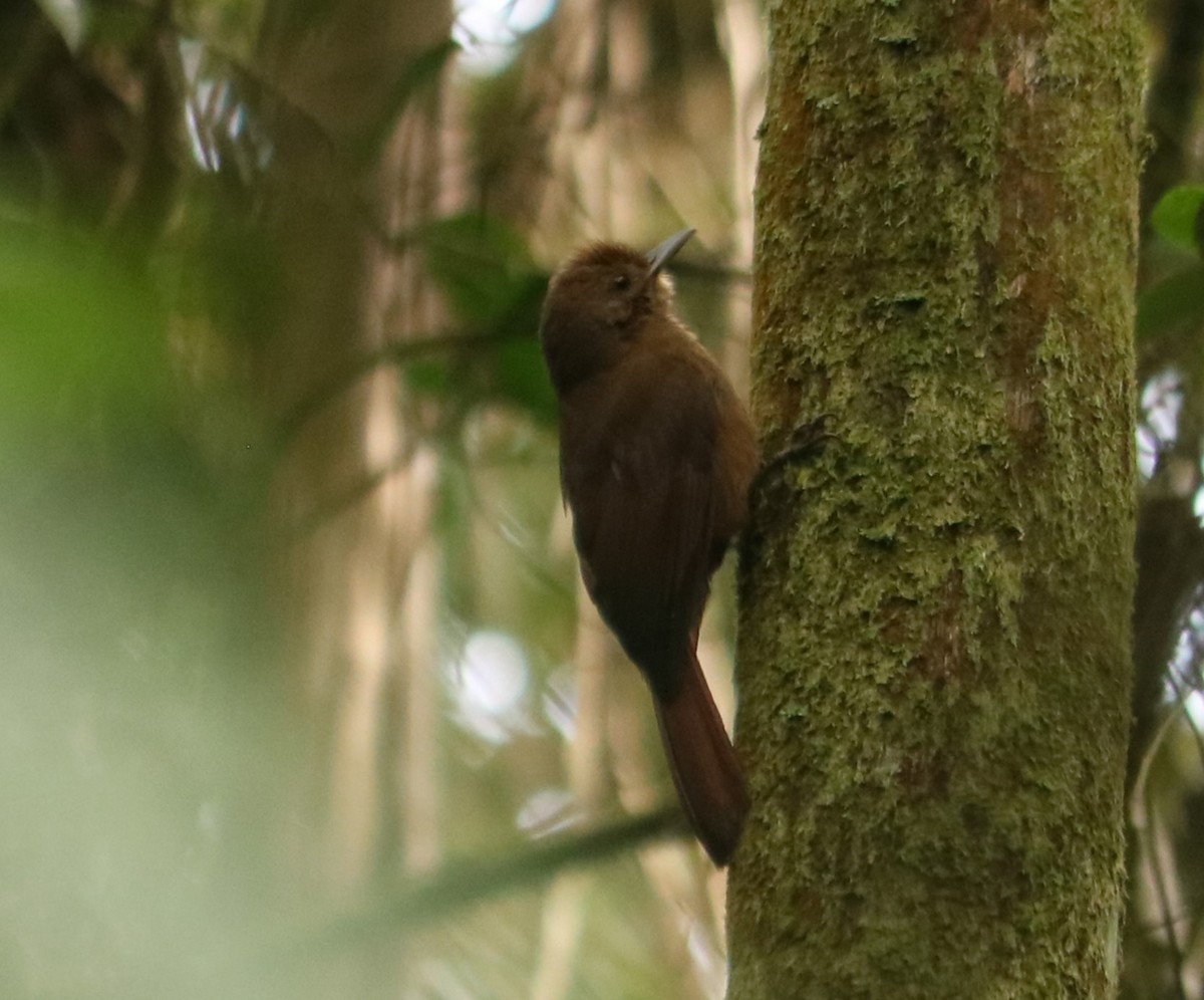 Plain-winged Woodcreeper - ML641203760