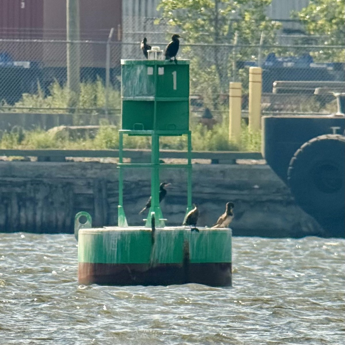 Brown Booby - ML641203771