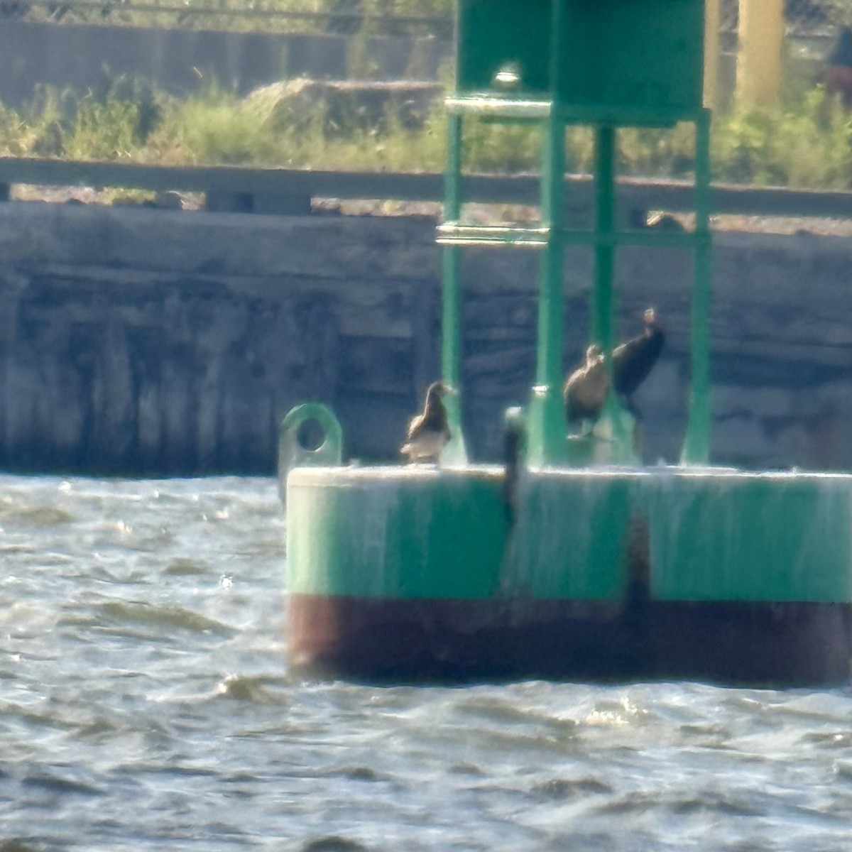 Brown Booby - ML641203772