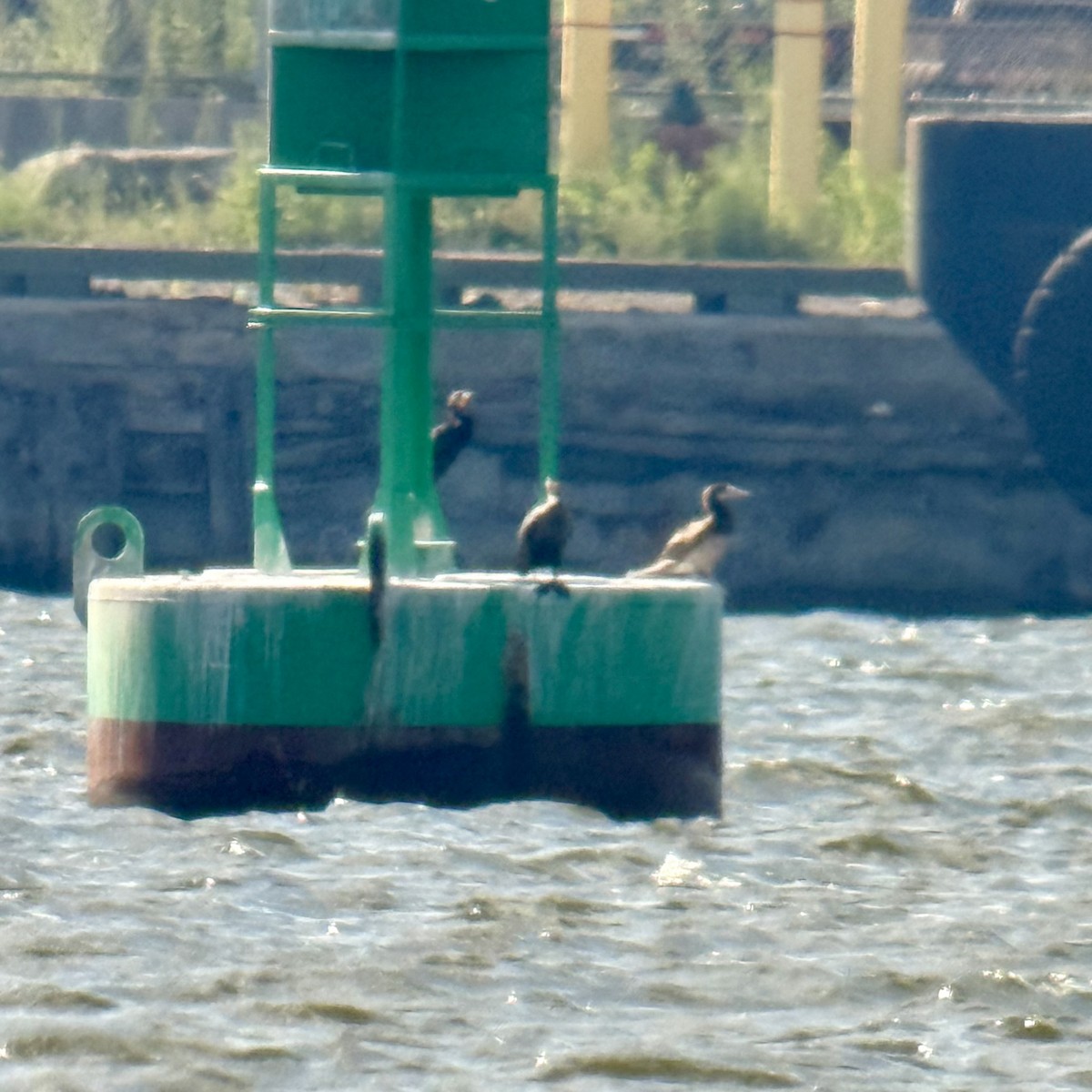 Brown Booby - ML641203773