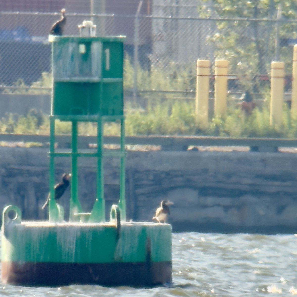 Brown Booby - ML641203774