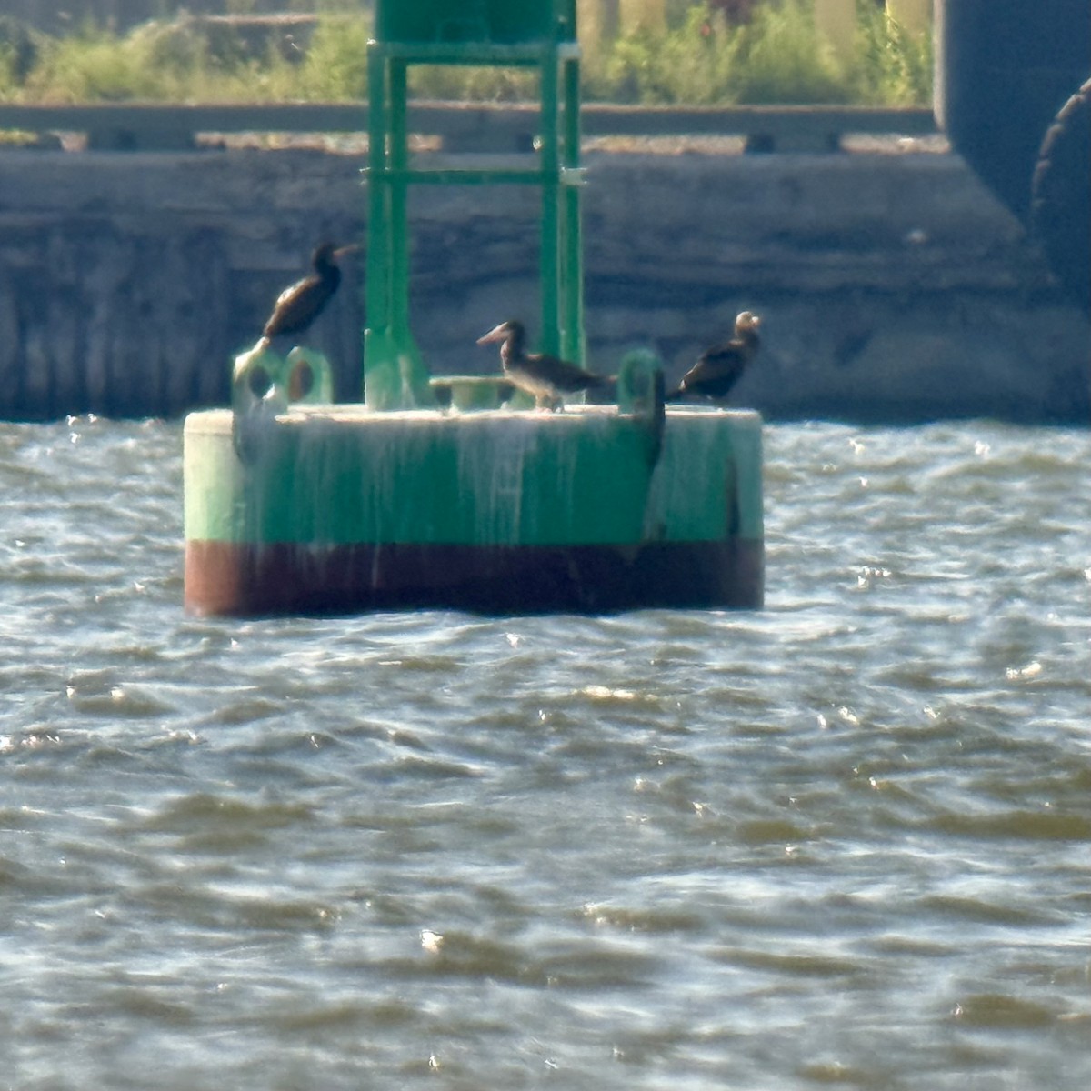 Brown Booby - ML641203775