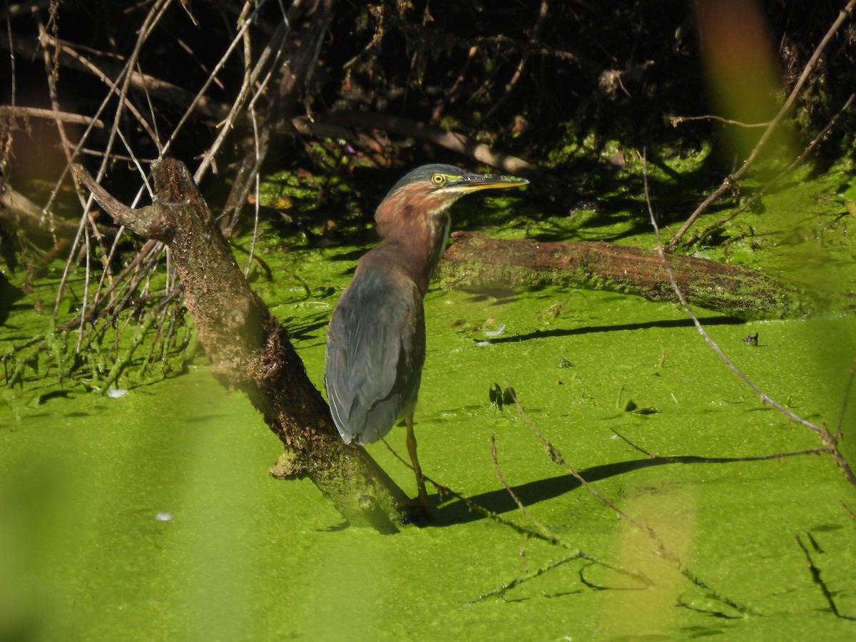 Green Heron - ML641203798