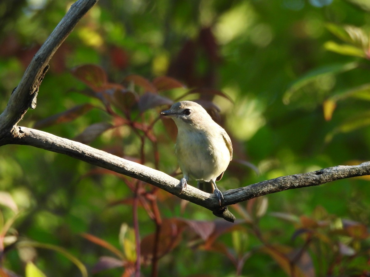 Red-eyed Vireo - ML641203870
