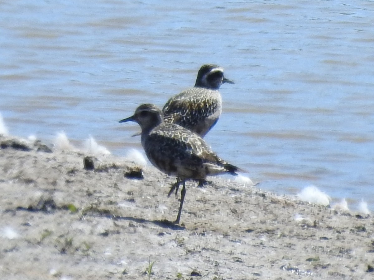 American Golden-Plover - ML641203885