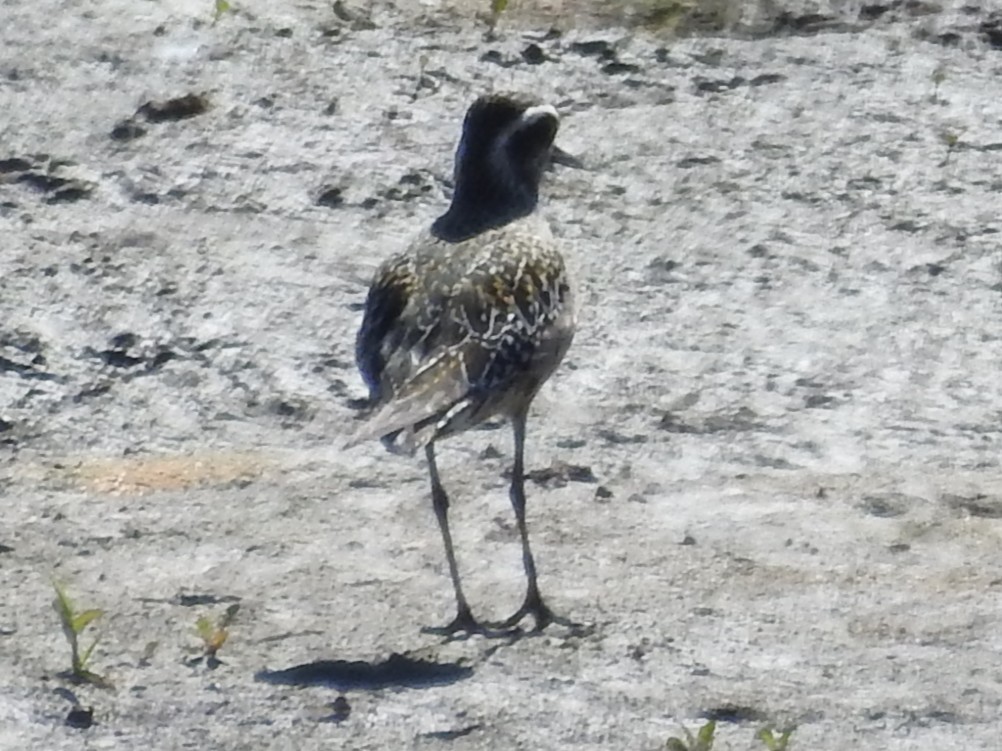 American Golden-Plover - ML641203886