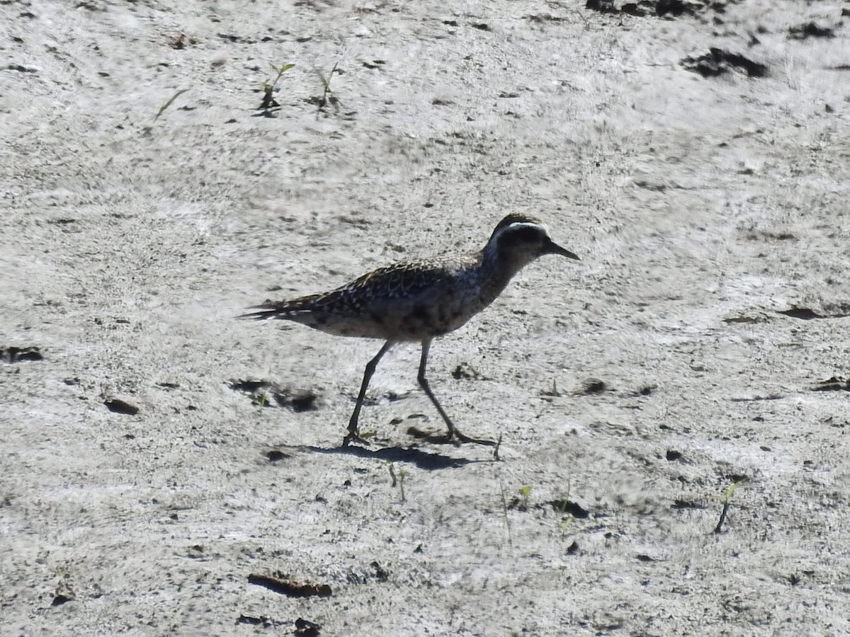 American Golden-Plover - ML641203887
