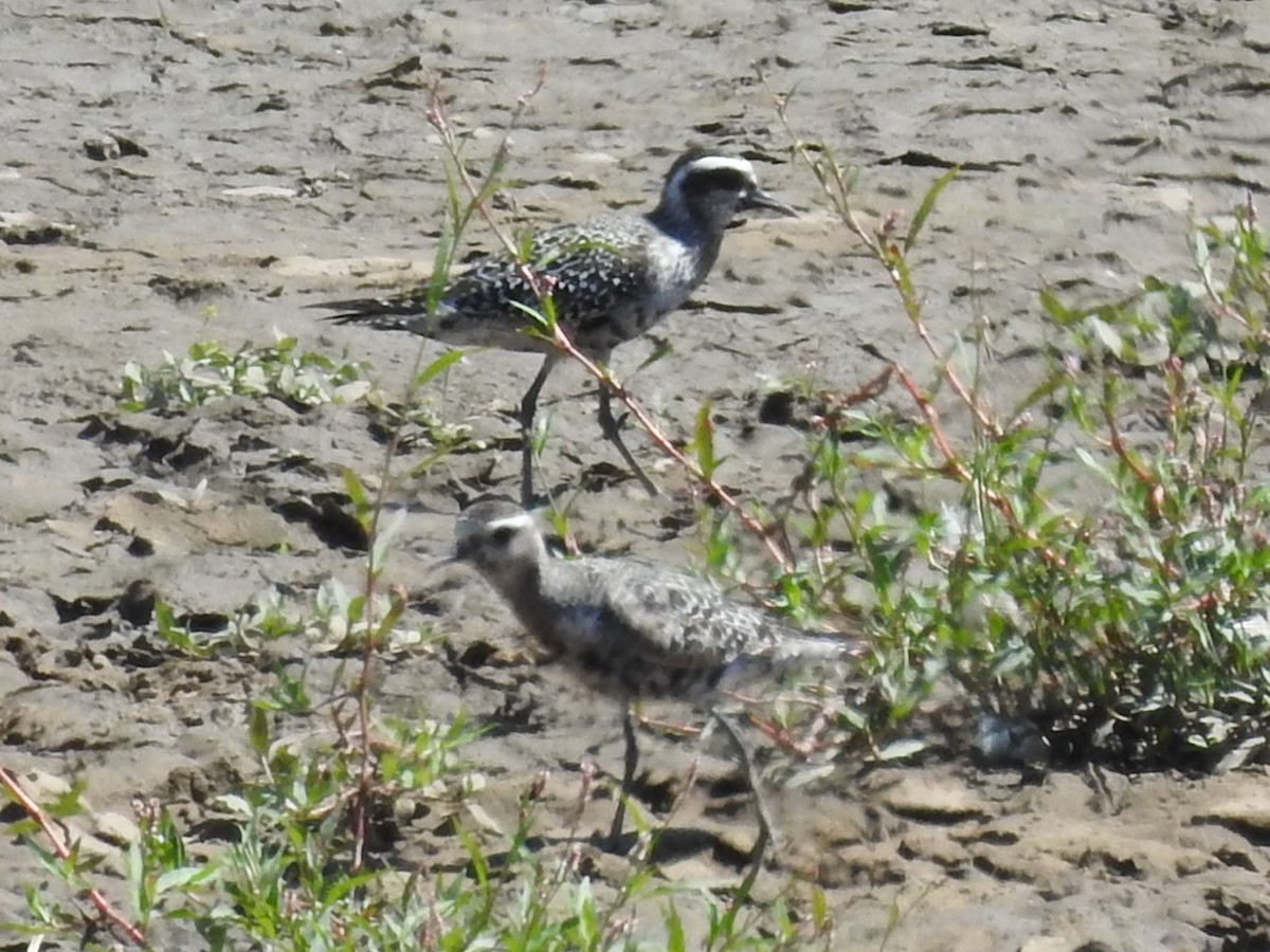 American Golden-Plover - ML641203888