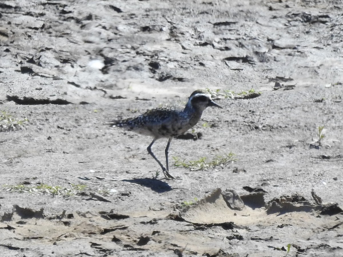 American Golden-Plover - ML641203890