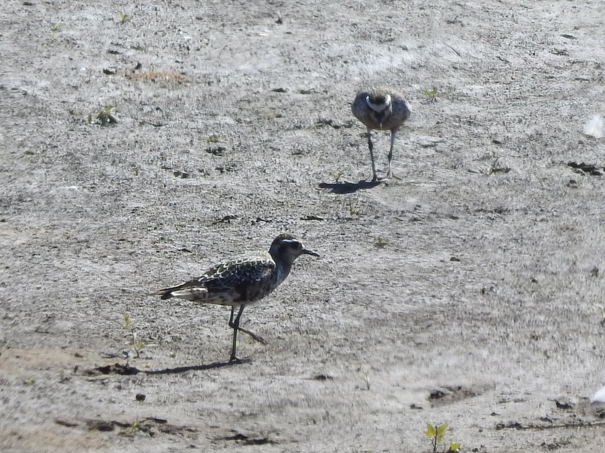 American Golden-Plover - ML641203891