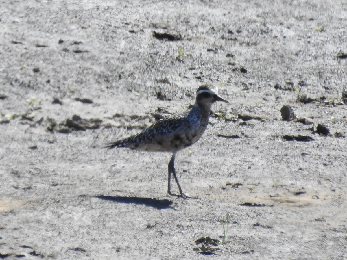 American Golden-Plover - ML641203895