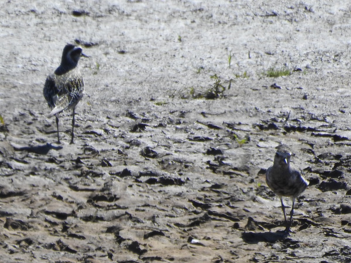 American Golden-Plover - ML641203896