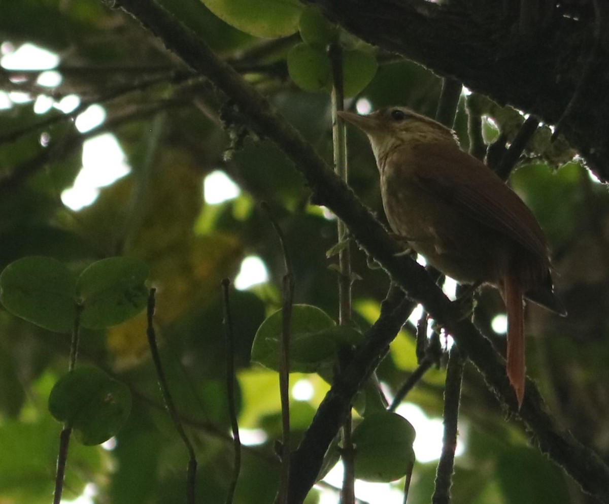 White-browed Foliage-gleaner - ML641203950