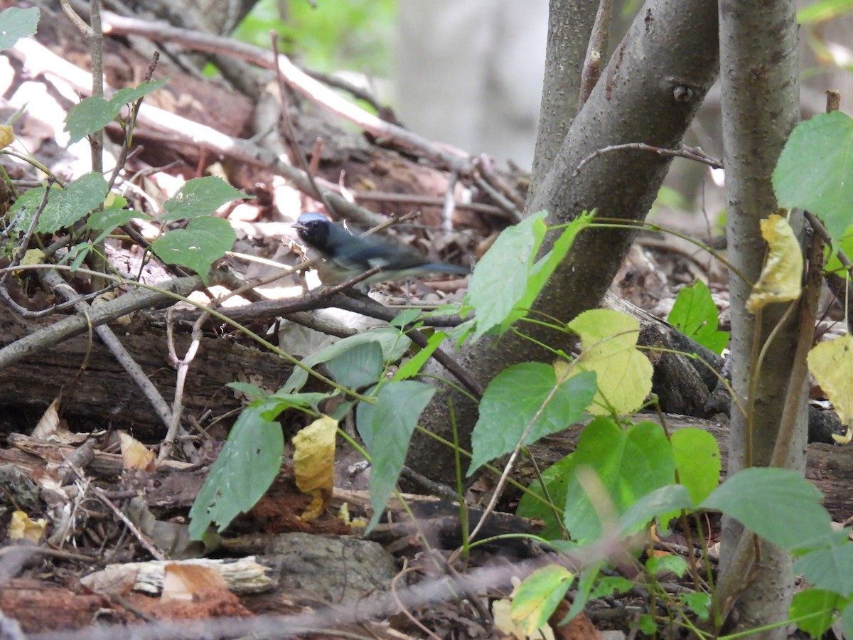 Black-throated Blue Warbler - ML641203959