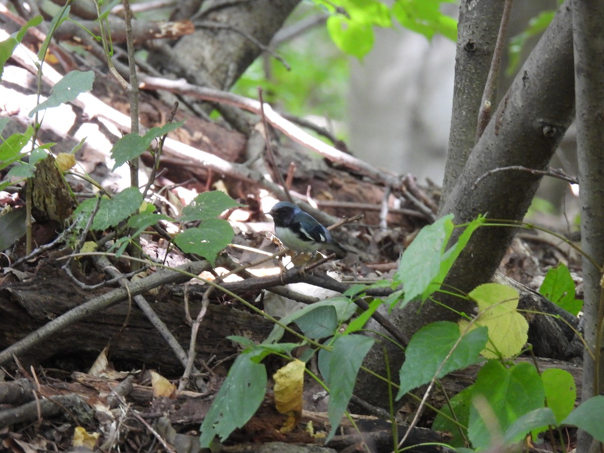 Black-throated Blue Warbler - ML641203960