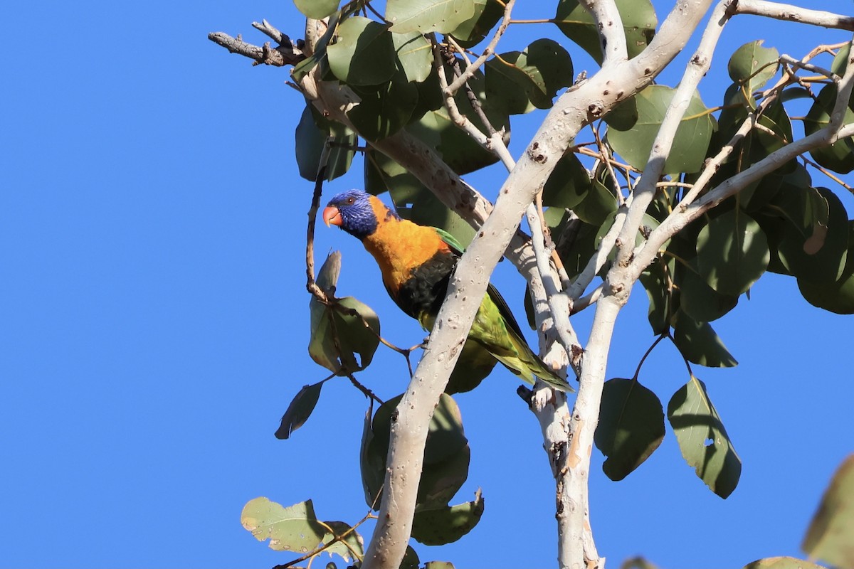 Red-collared Lorikeet - ML641204006
