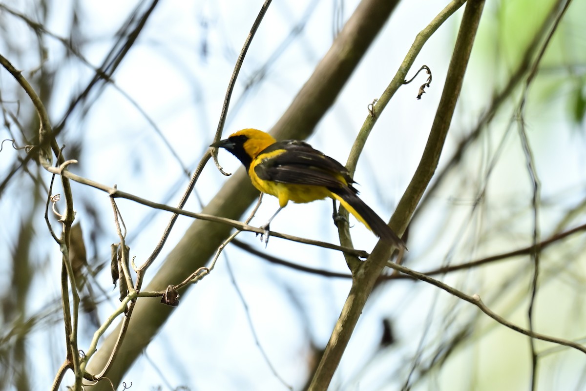 Yellow-tailed Oriole - ML641204061