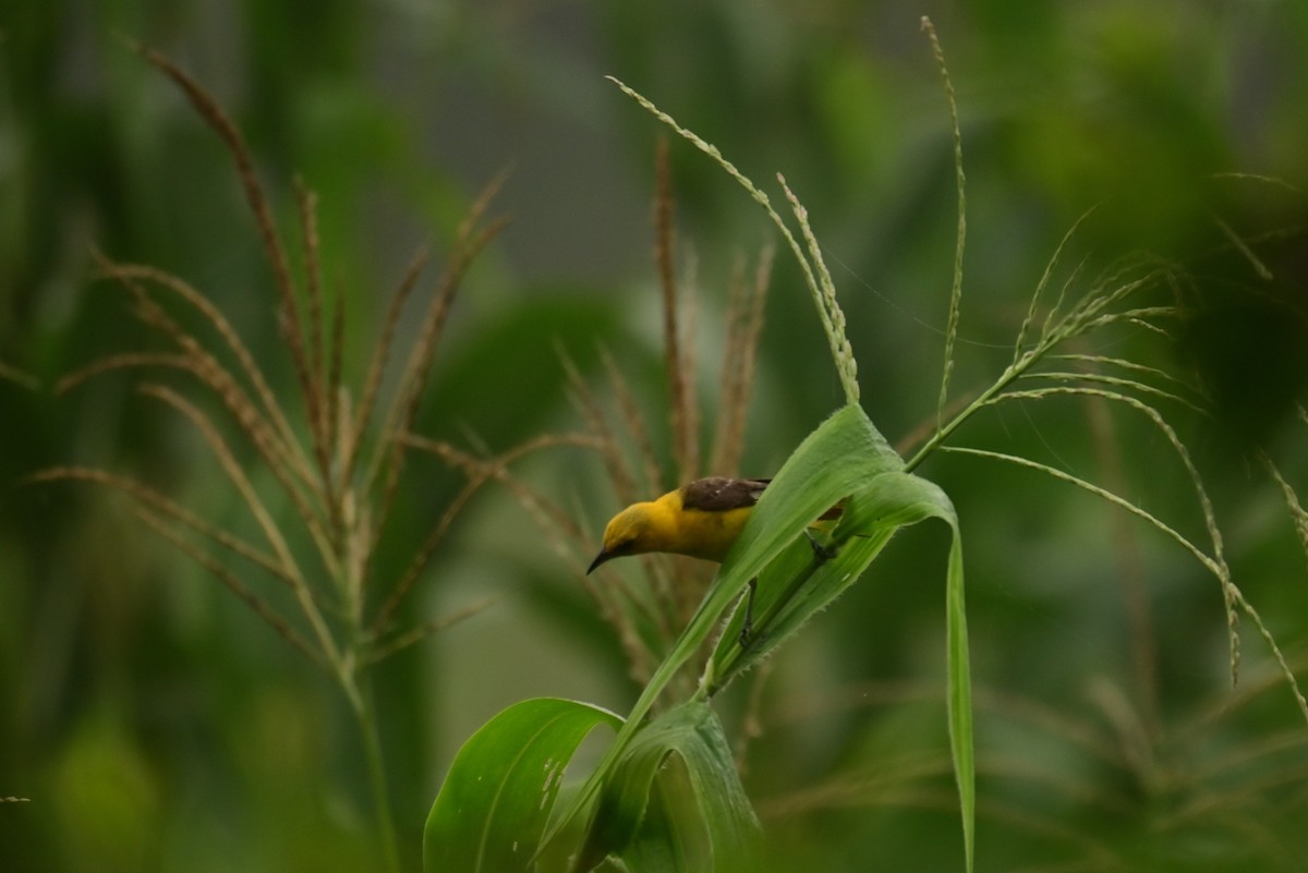 Hooded Oriole - ML641204062