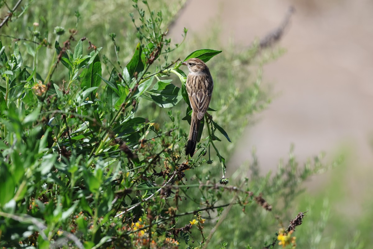 Brewer's Sparrow - ML641204081