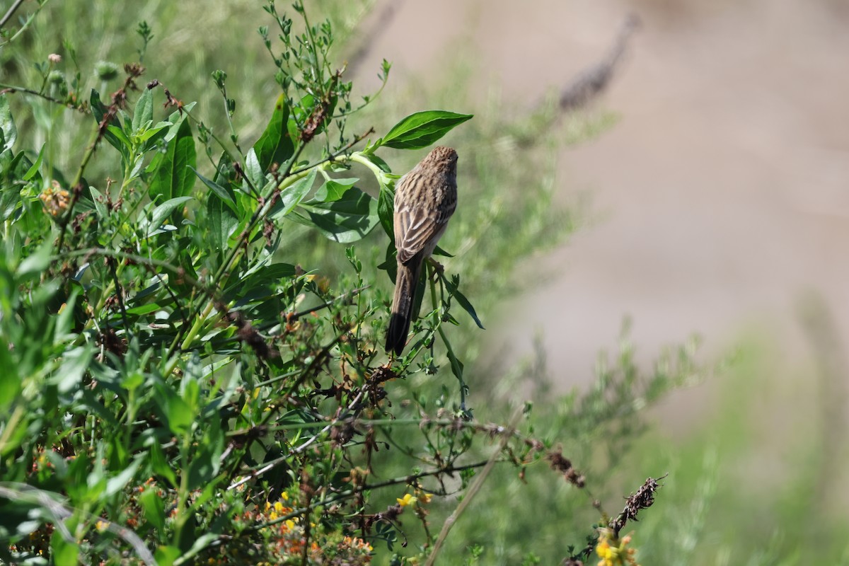 Brewer's Sparrow - ML641204082