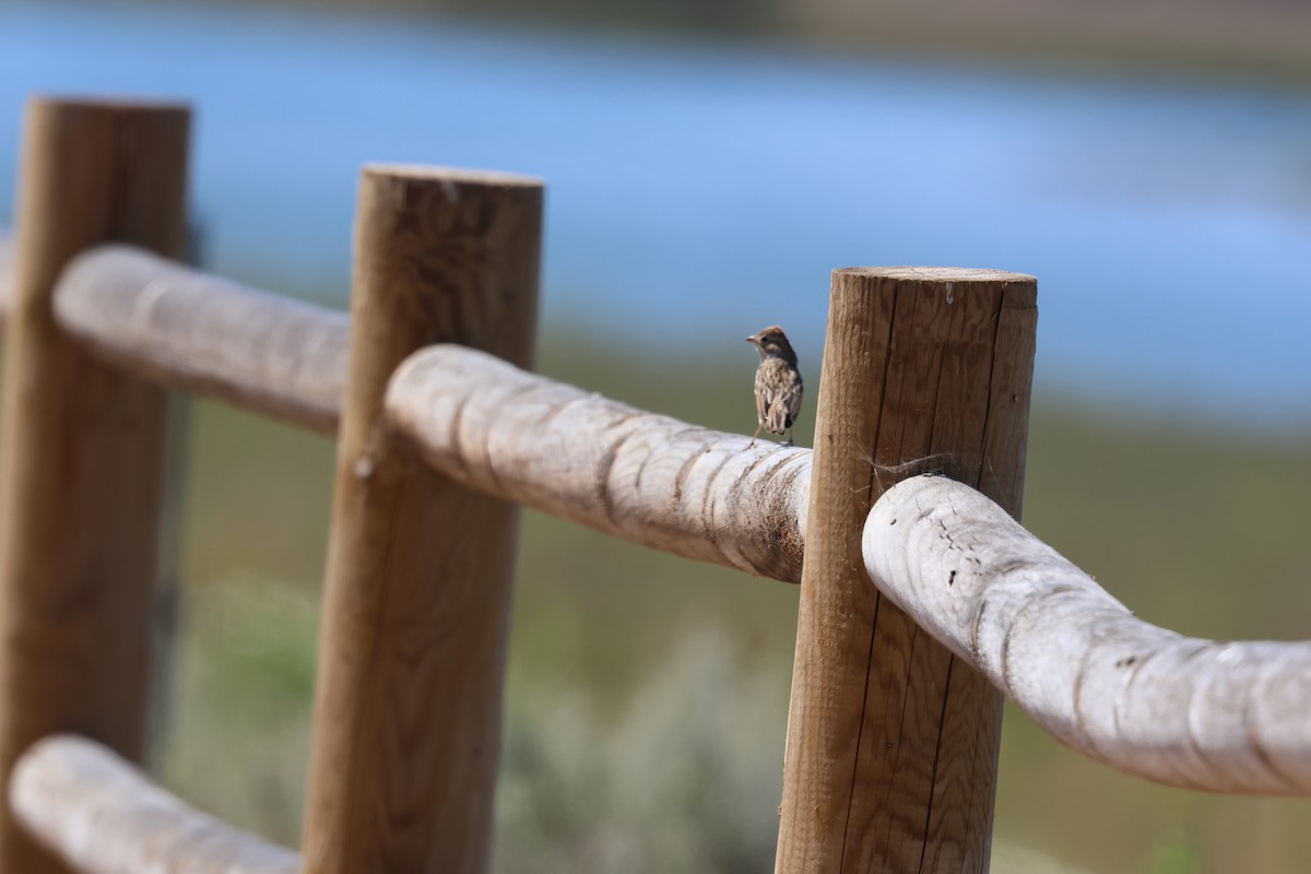 Brewer's Sparrow - ML641204083