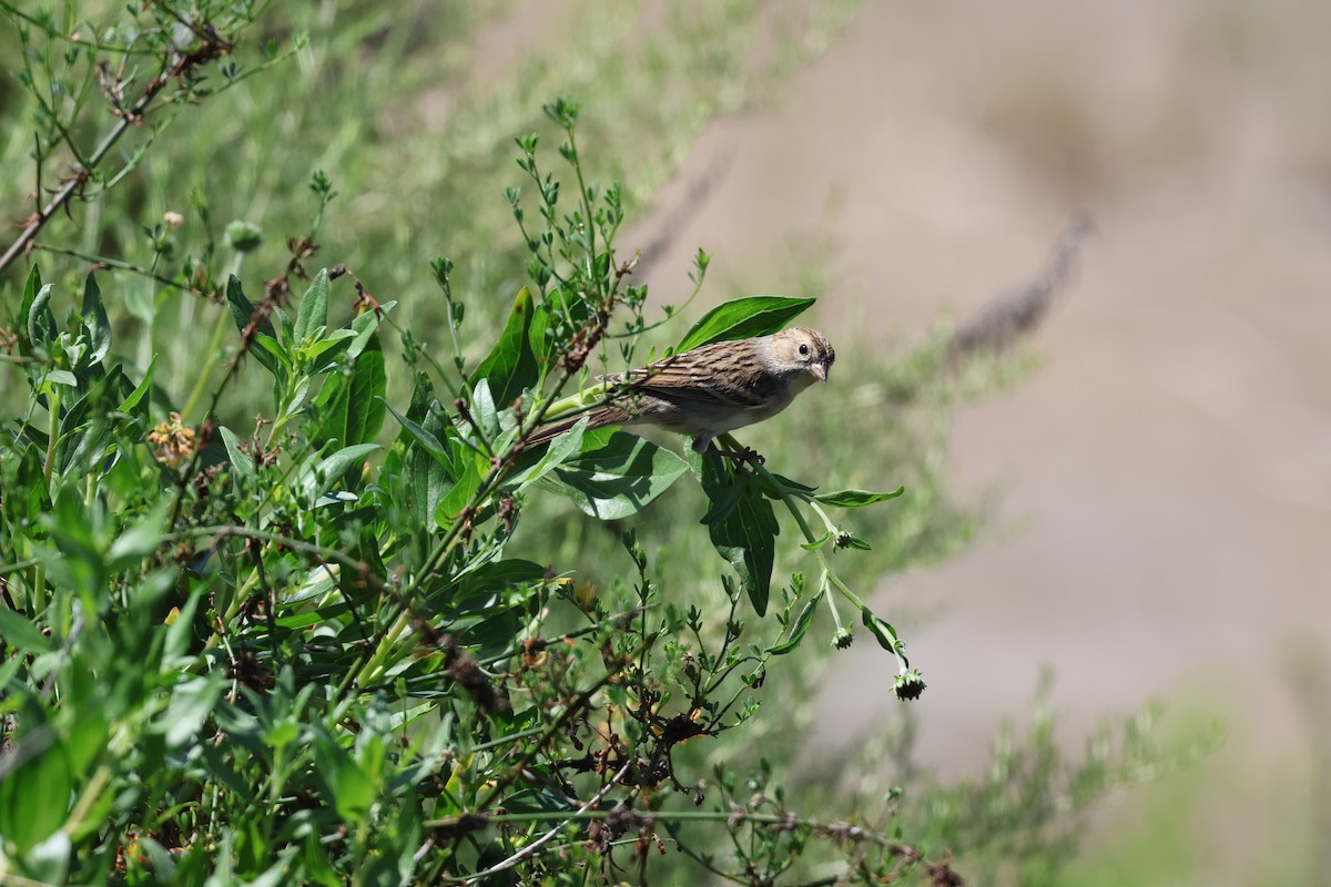 Brewer's Sparrow - ML641204084
