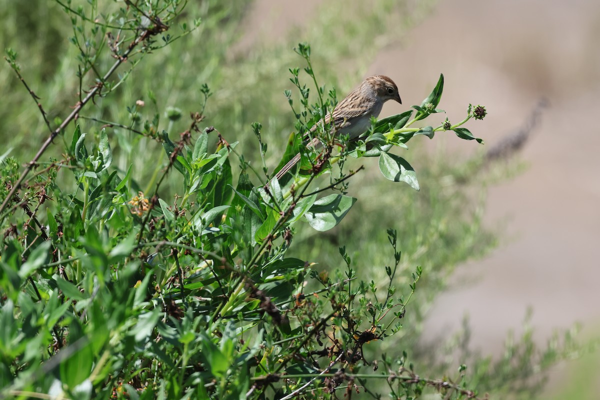 Brewer's Sparrow - ML641204086