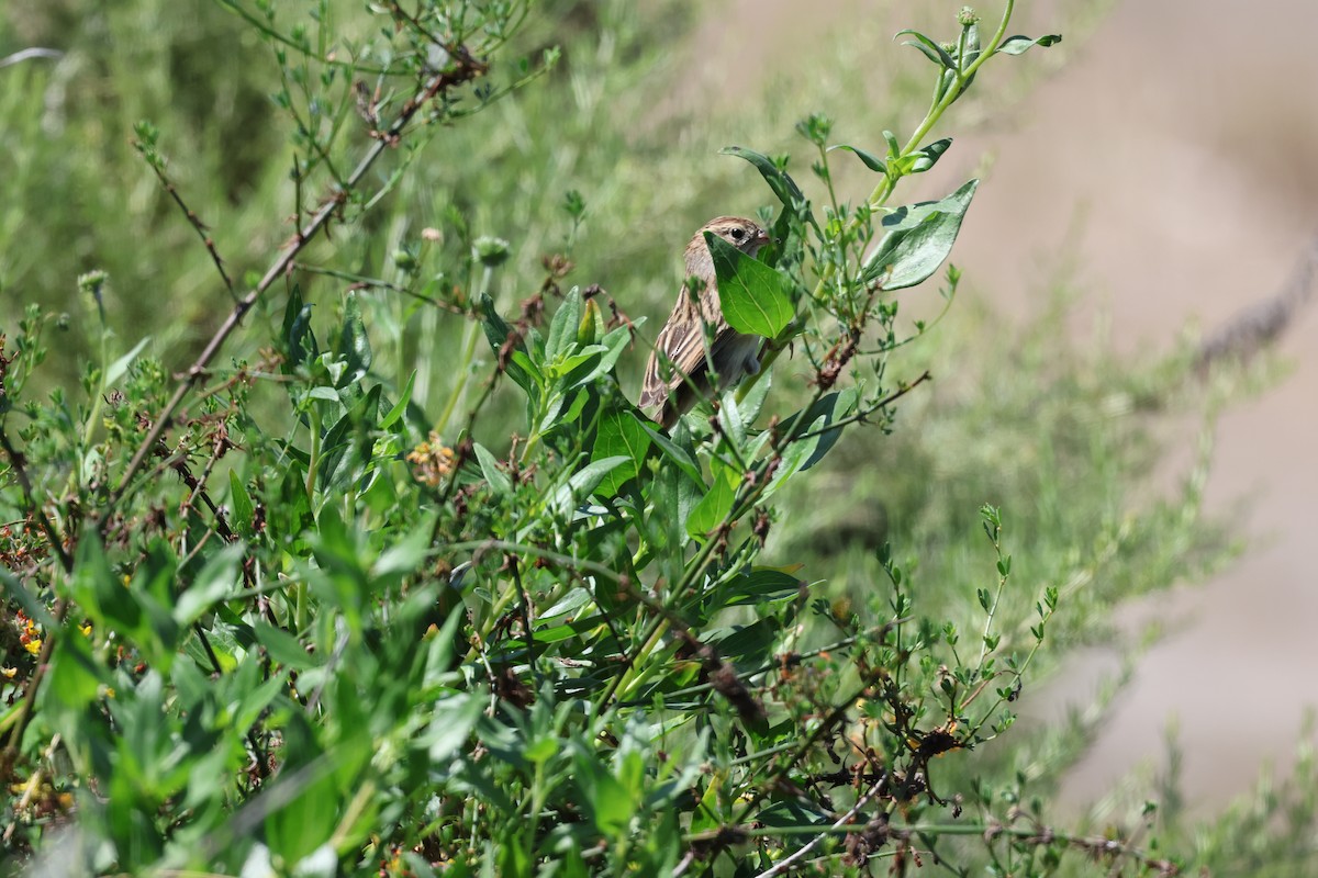 Brewer's Sparrow - ML641204087