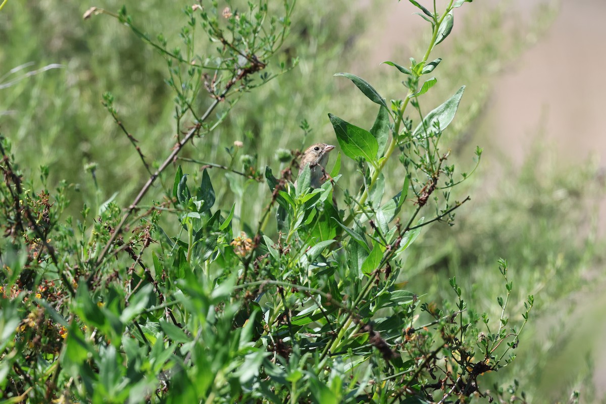 Brewer's Sparrow - ML641204088