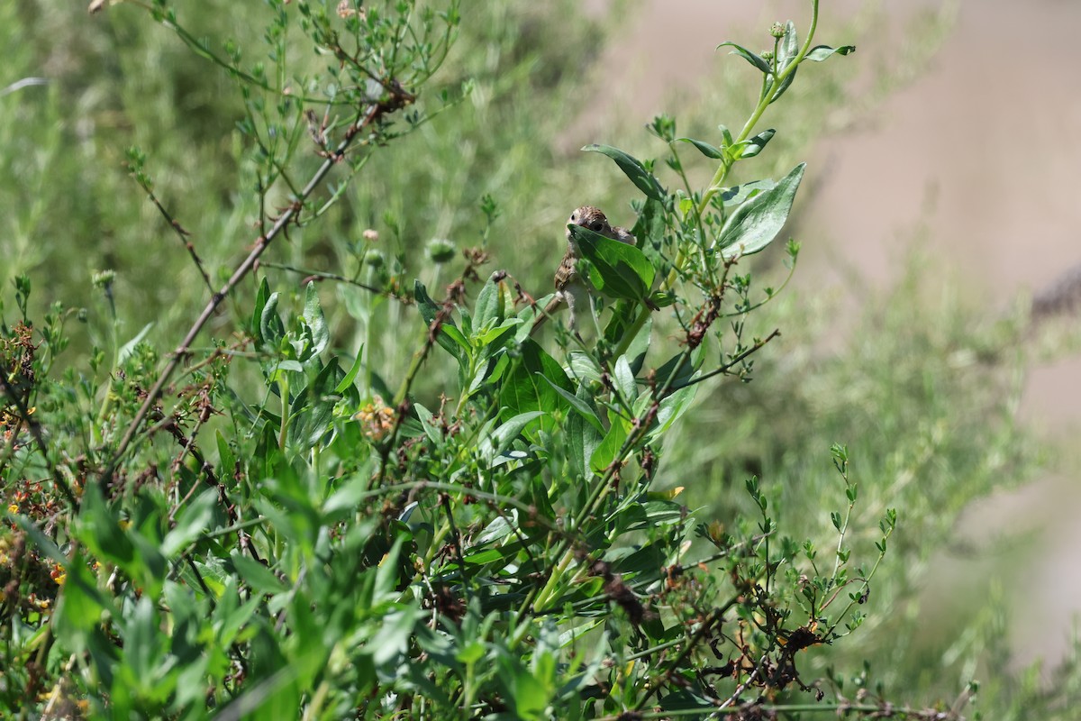 Brewer's Sparrow - ML641204090