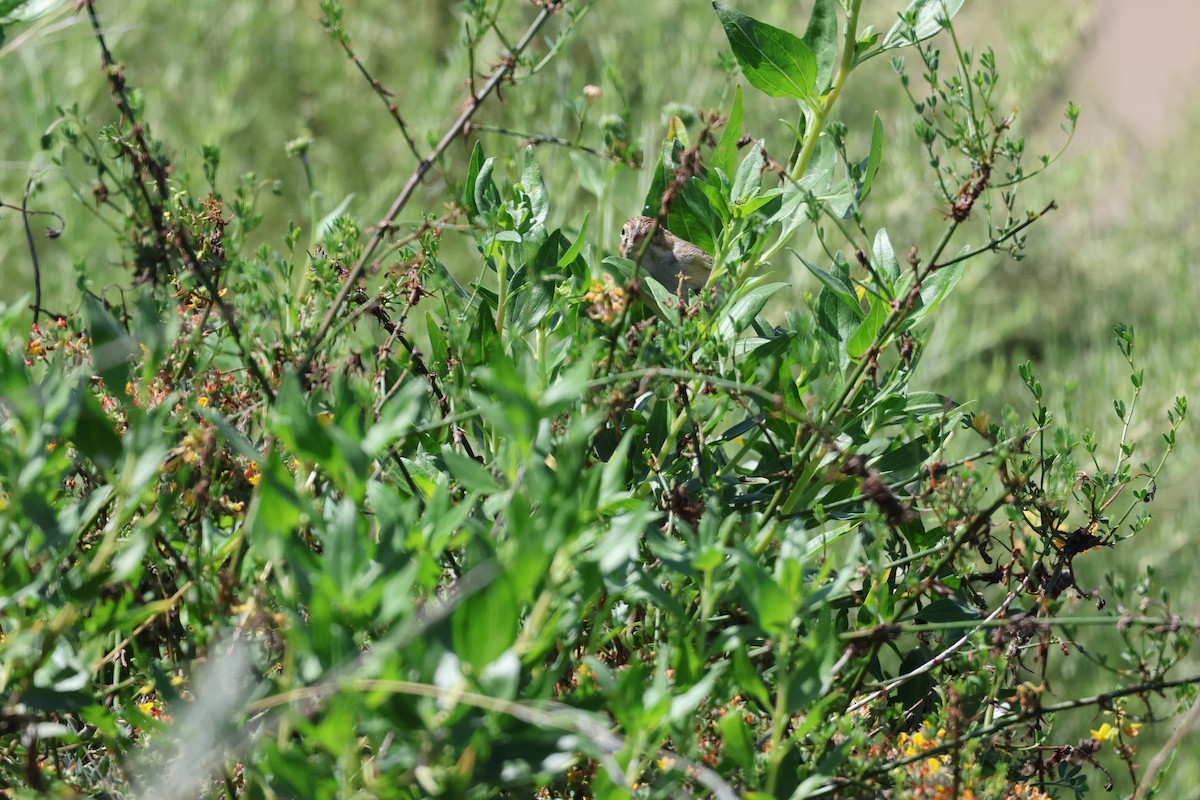 Brewer's Sparrow - ML641204092