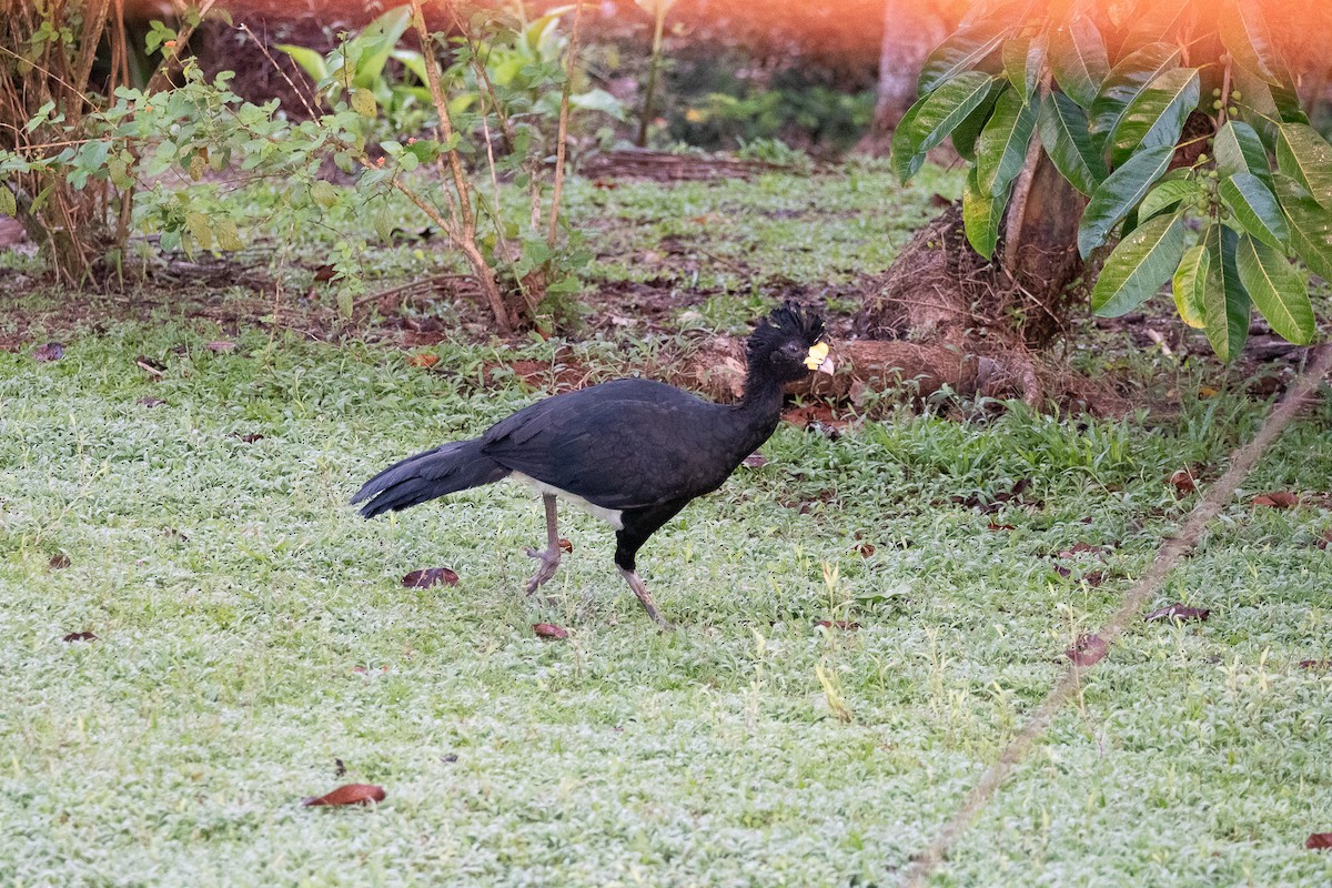 Great Curassow - ML641204109