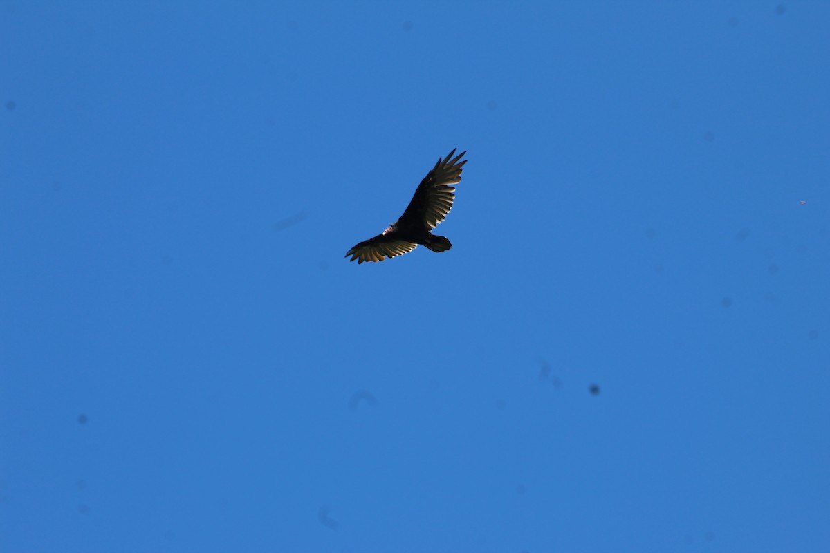 Turkey Vulture - ML641204182
