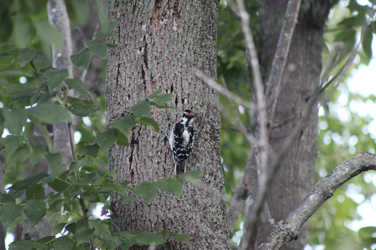 Hairy Woodpecker (Eastern) - ML641204190