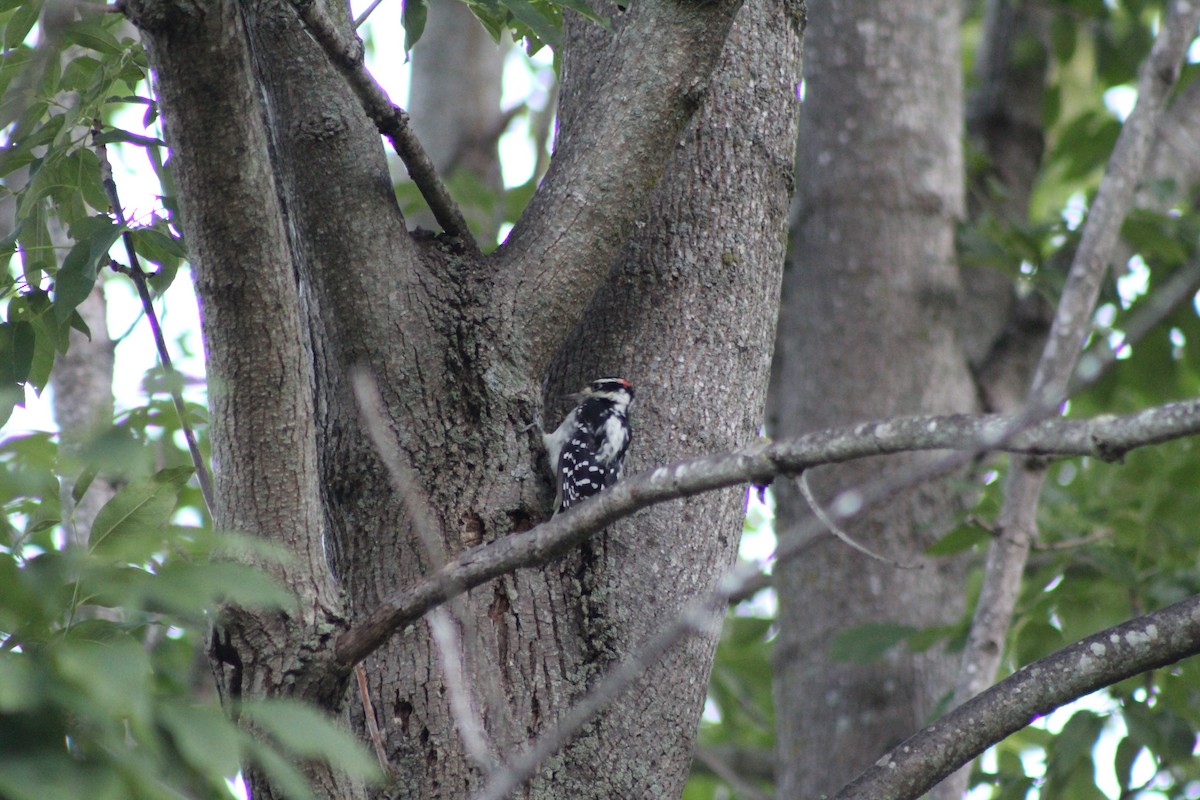 Hairy Woodpecker (Eastern) - ML641204191