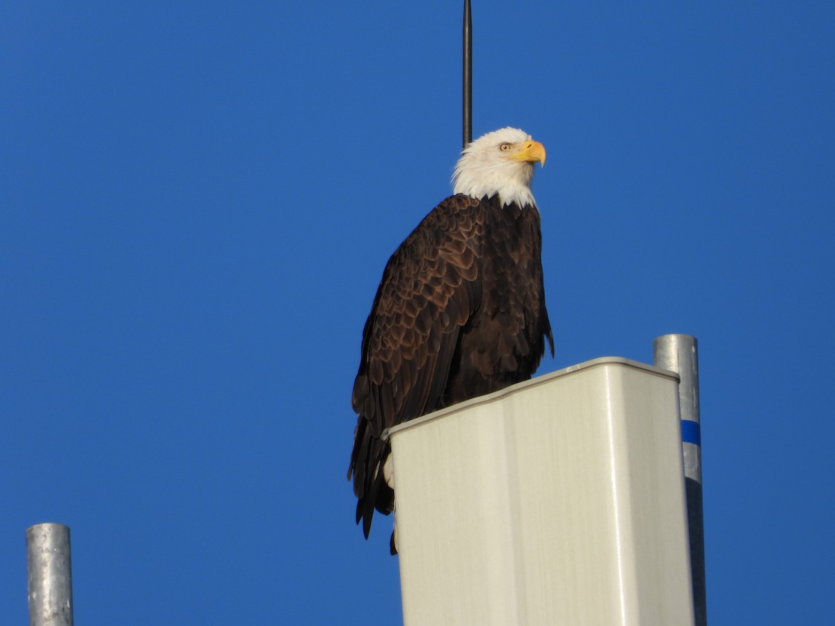 Bald Eagle - ML641204193